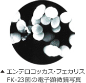 エンテロコッカス・フェカリスFK-23菌の電子顕微鏡写真